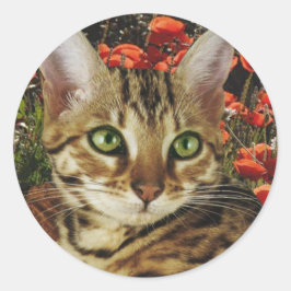 Pegatina Redonda Tarjetas bengalíes y pegatinas