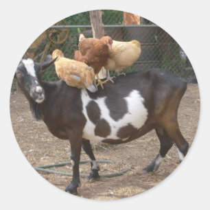 Pegatina Redonda Taxi de cabra