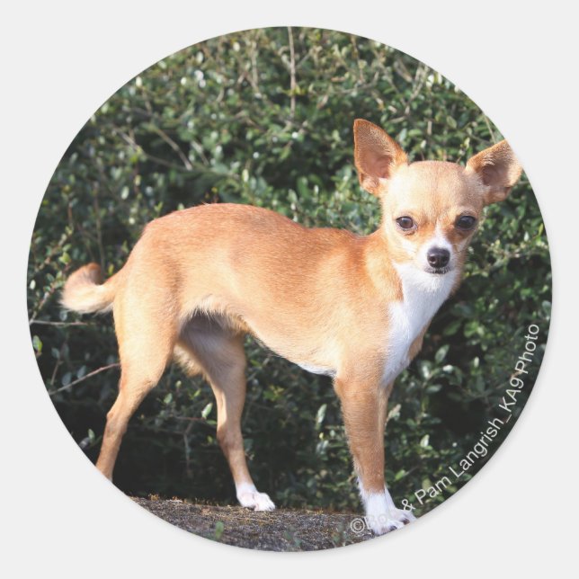 Pegatina Redonda Teacup Chihuahua Puppy (Anverso)