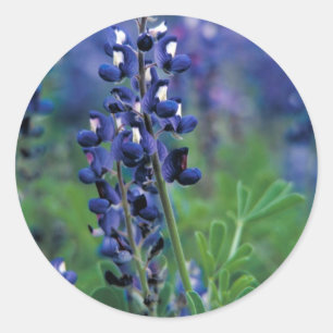 Pegatina Redonda Tejas Bluebonnet-2-Best