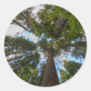 Pegatina Redonda Tejido de Douglas Fir