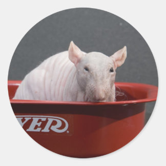 Pegatina Redonda Templeton