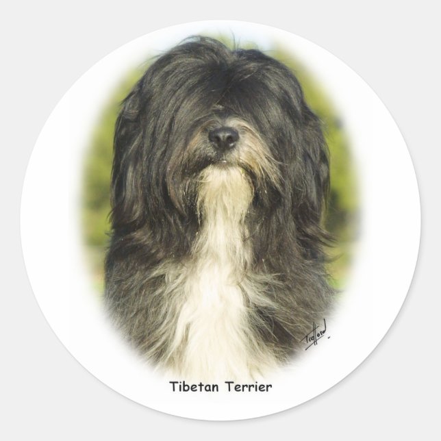 Pegatina Redonda Terrier tibetano (Anverso)