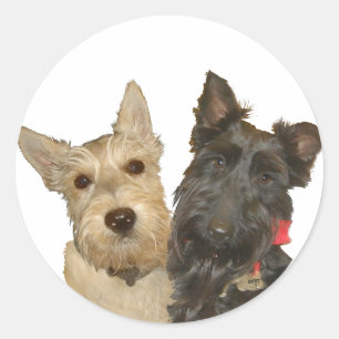Pegatina Redonda Terriers escoceses trigueños y negros