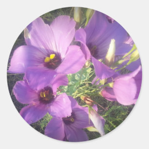 Pegatina Redonda Texas Bluebells