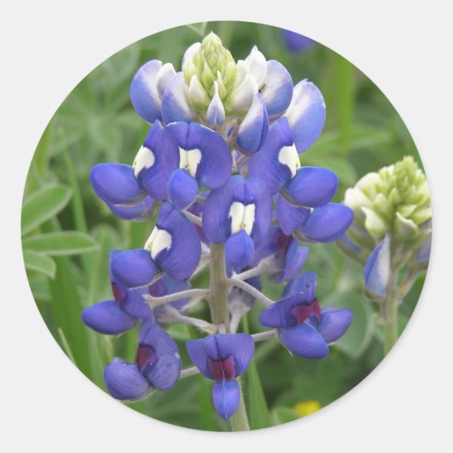 Pegatina Redonda Texas Bluebonnet (Anverso)