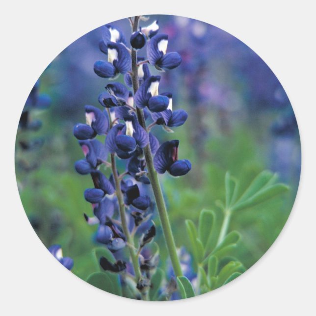 Pegatina Redonda Texas Bluebonnet-2-Best (Anverso)
