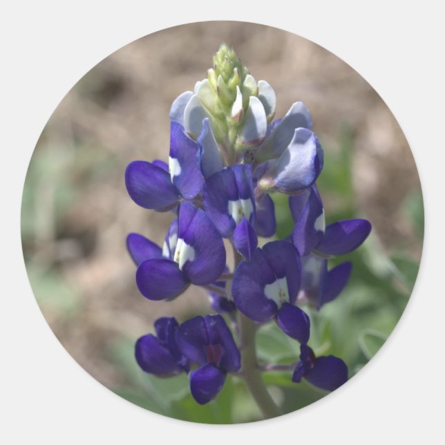 Pegatina Redonda Texas Bluebonnets PhotoSeries #9 (Anverso)