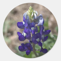 Texas Bluebonnets PhotoSeries #9