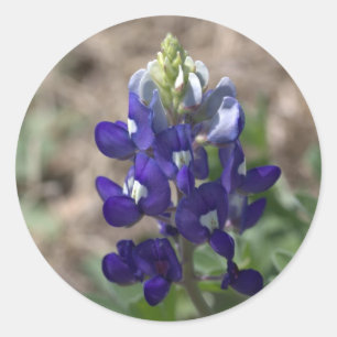 Pegatina Redonda Texas Bluebonnets PhotoSeries #9