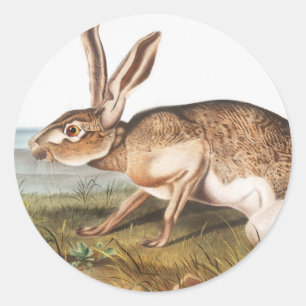 Pegatina Redonda Texian Hare (Lepus Texianus) Ilustracion de conejo