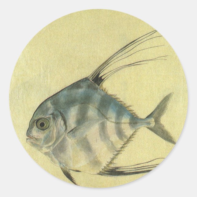 Pegatina Redonda Threadfin Trevally, pez pano africano (Anverso)