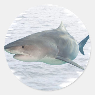 Pegatina Redonda Tiburón en el agua