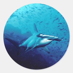 Pegatina Redonda Tiburón martillo