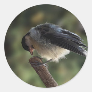Pegatina Redonda Tidi my Bird the Parus Major
