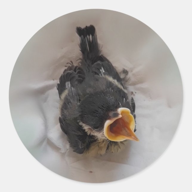 Pegatina Redonda Tidi my Bird the Parus Major (Anverso)