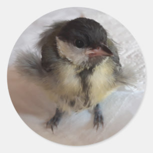 Pegatina Redonda Tidi my Bird the Parus Major