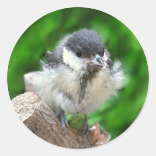 Pegatina Redonda Tidi my Bird the Parus Major