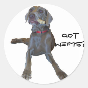 Pegatina Redonda ¿Tienes Weims? Pin Weimaraner
