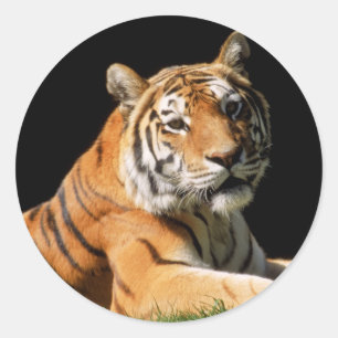 Pegatina Redonda Tiger Closeup