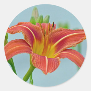Pegatina Redonda Tiger Lily