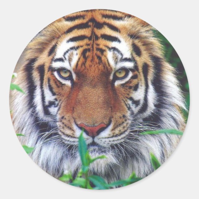 Pegatina Redonda Tiger Stare (Anverso)