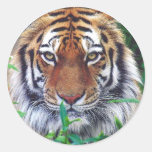 Pegatina Redonda Tiger Stare