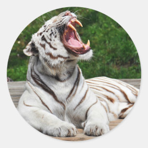 Pegatina Redonda Tigre Blanco, Sticker de Tigre de Bengala