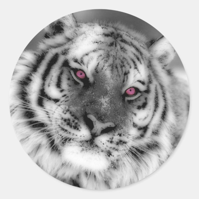 Pegatina Redonda Tigre Ojo Rosa (Anverso)