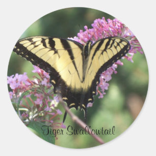 Pegatina Redonda Tigre Swallowtail