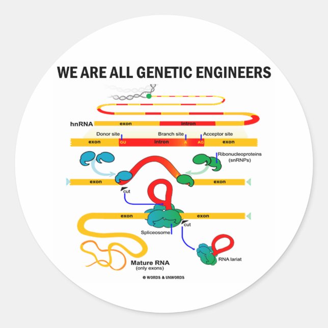 Pegatina Redonda Todos Somos Ingenieros Genéticos (RNA Splicing) (Anverso)