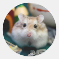 Tofu el Hamster