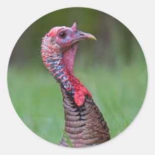 Pegatina Redonda Tom salvaje