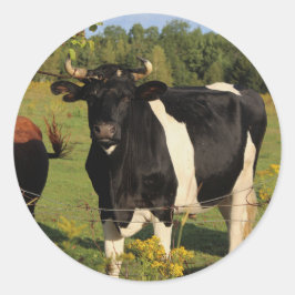 Pegatina Redonda Toma el toro por los cuernos