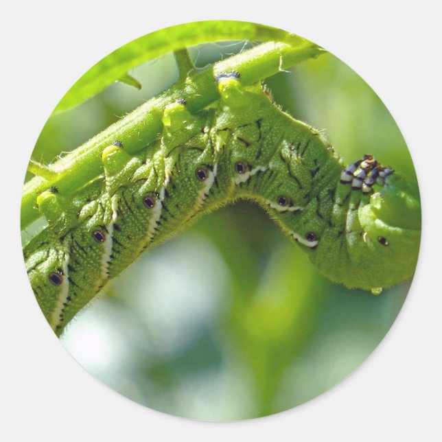 Pegatina Redonda Tomato Hornworm (Anverso)
