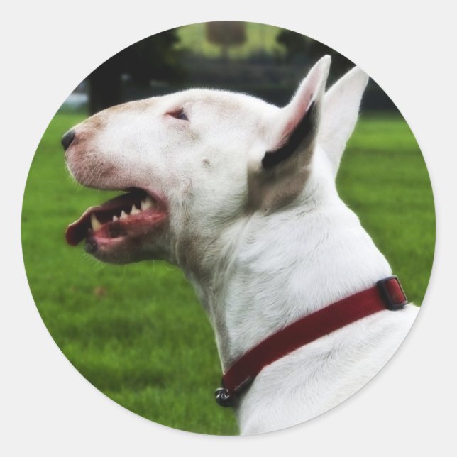 Pegatina Redonda Toro Terrier inglés (Anverso)