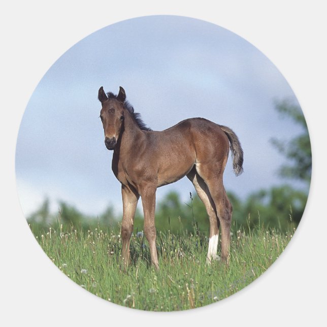 Pegatina Redonda Toroughbred Foal Standing in the Grass (Anverso)