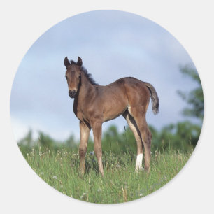 Pegatina Redonda Toroughbred Foal Standing in the Grass
