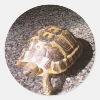 Pegatina Redonda Tortoise
