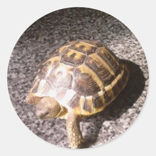 Pegatina Redonda Tortoise (Anverso)