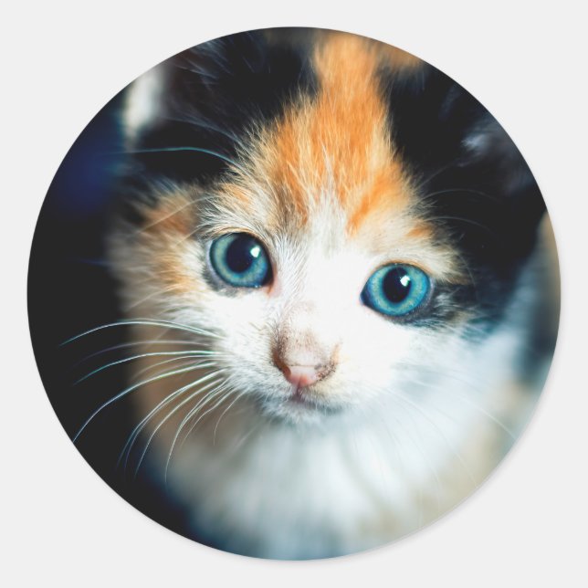 Pegatina Redonda Tortoiseshell kitten (Anverso)