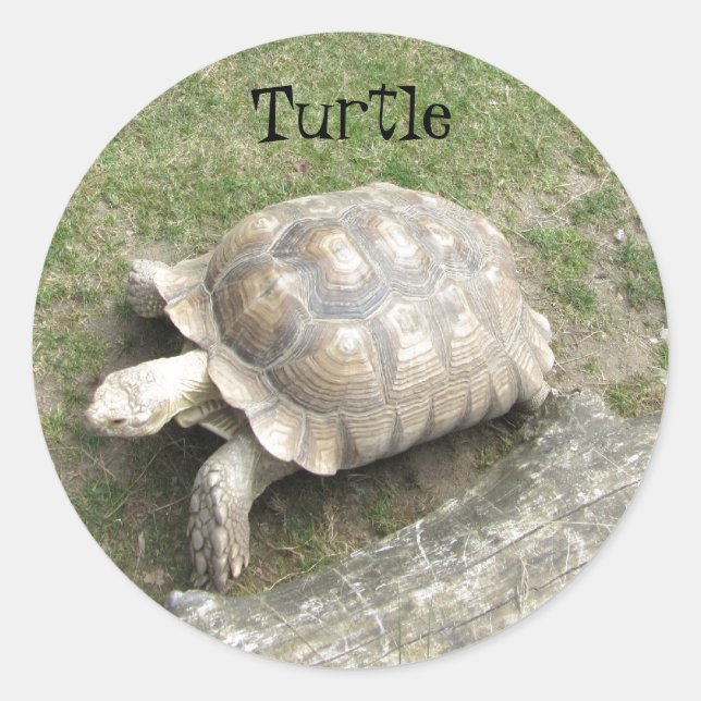 Pegatina Redonda Tortuga (Anverso)