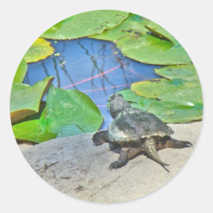 Pegatina Redonda Tortuga común para picar - Chelydra serpentina