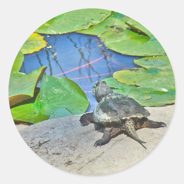 Pegatina Redonda Tortuga común para picar - Chelydra serpentina (Anverso)