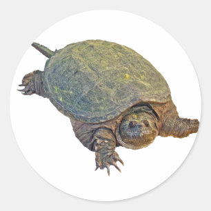 Pegatina Redonda Tortuga común para picar - Chelydra serpentina