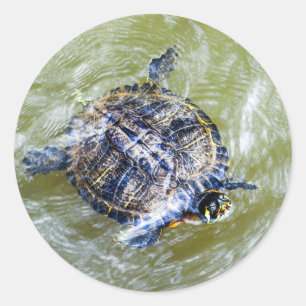 Pegatina Redonda Tortuga de baño dice hola
