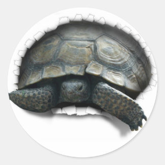 PEGATINA REDONDA TORTUGA DESIERTA, VENIENDO A TI