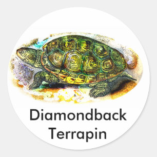 Pegatina Redonda Tortuga diamondback Terrapin de JungleWalk.Com