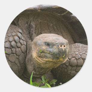 Pegatina Redonda Tortuga gigante