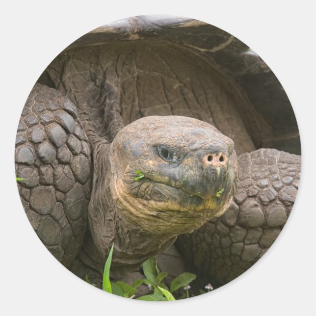 Pegatina Redonda Tortuga gigante (Anverso)